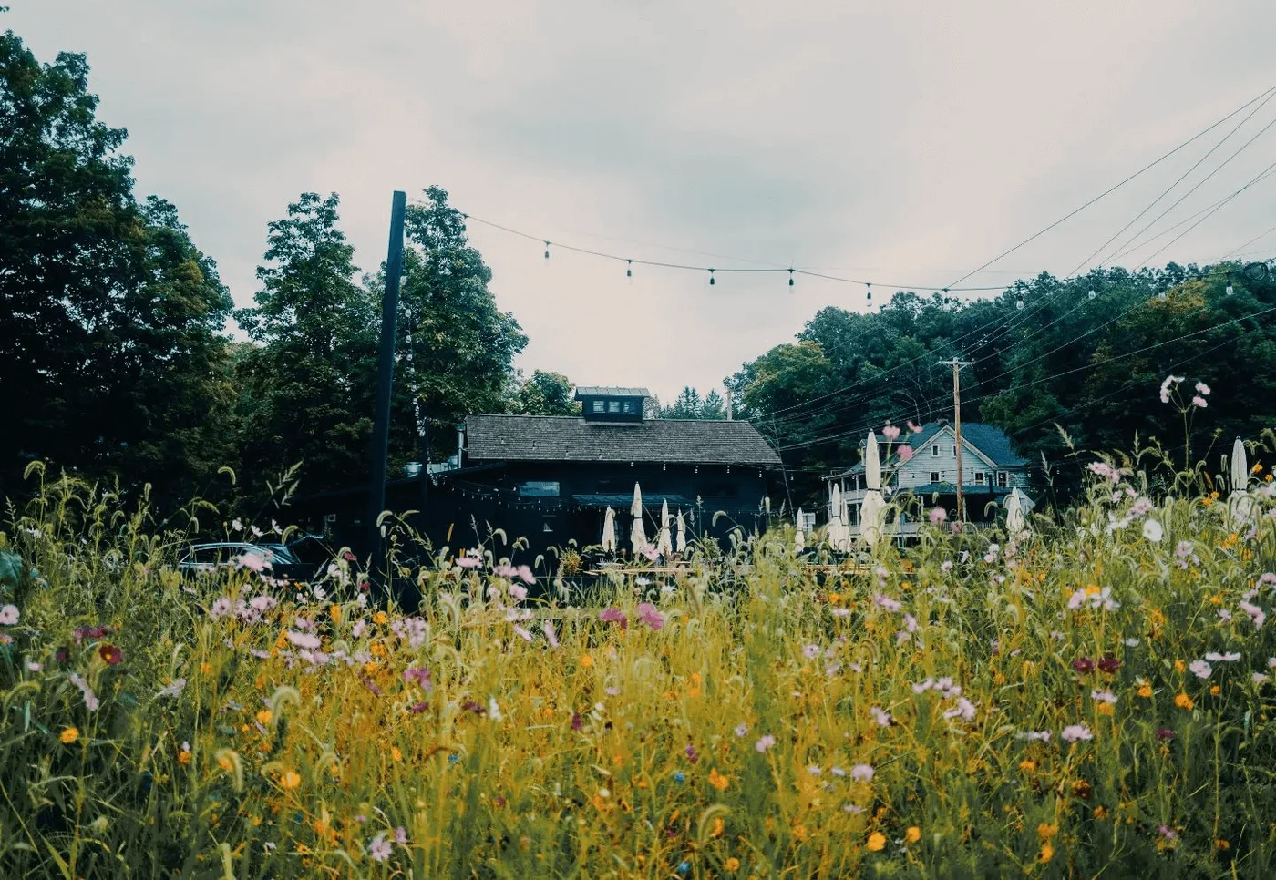 Ollie's Pizza - Image 4