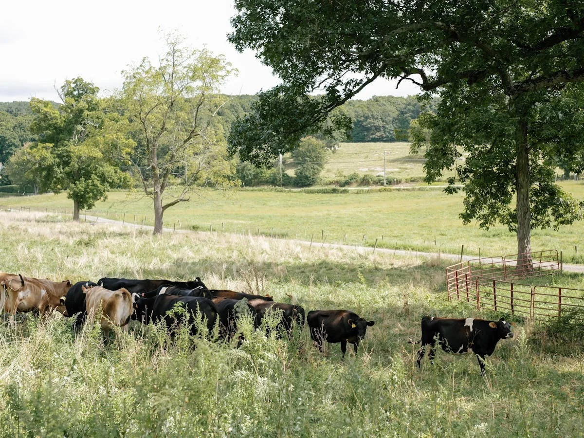 Stone Barns Center for Food & Agriculture - Image 3